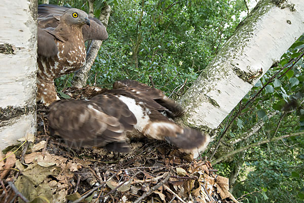 Wespenbussard (Pernis apivorus)