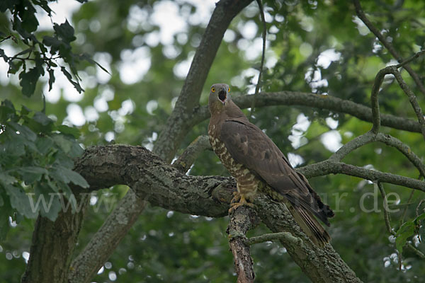 Wespenbussard (Pernis apivorus)