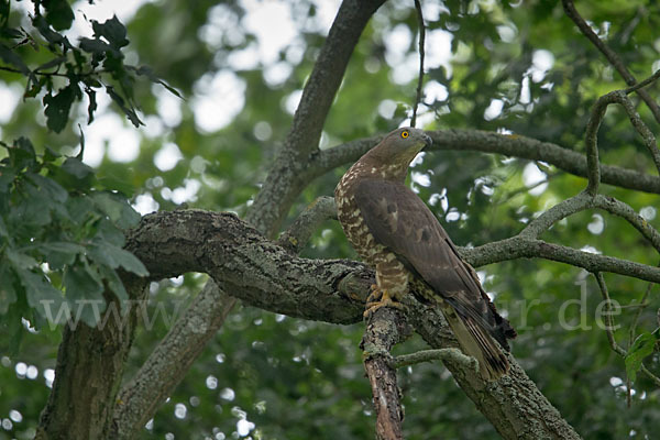 Wespenbussard (Pernis apivorus)