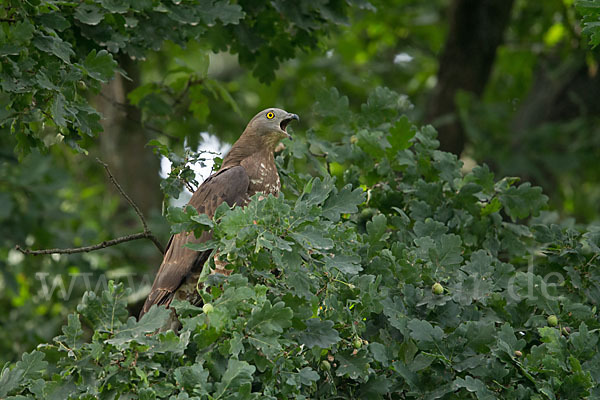 Wespenbussard (Pernis apivorus)