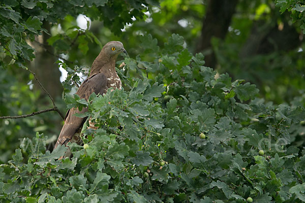 Wespenbussard (Pernis apivorus)