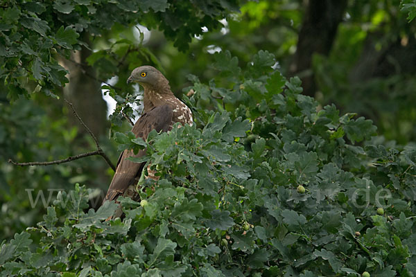 Wespenbussard (Pernis apivorus)