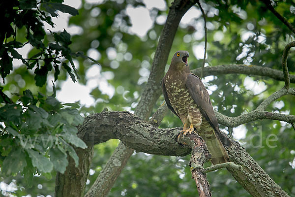 Wespenbussard (Pernis apivorus)