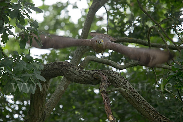 Wespenbussard (Pernis apivorus)