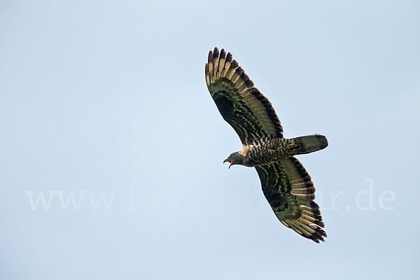 Wespenbussard (Pernis apivorus)