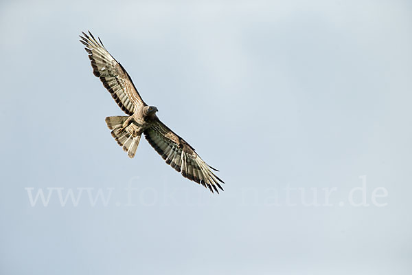 Wespenbussard (Pernis apivorus)