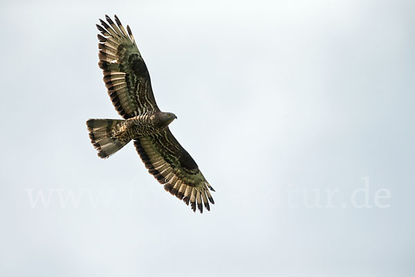 Wespenbussard (Pernis apivorus)