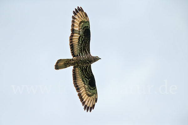 Wespenbussard (Pernis apivorus)