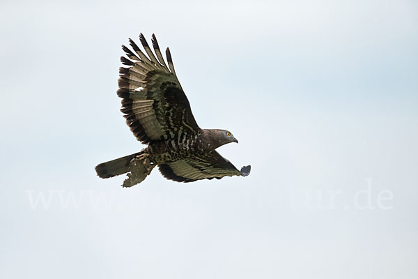 Wespenbussard (Pernis apivorus)