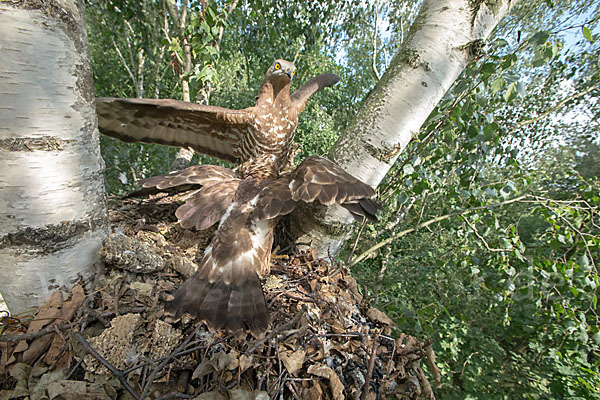 Wespenbussard (Pernis apivorus)