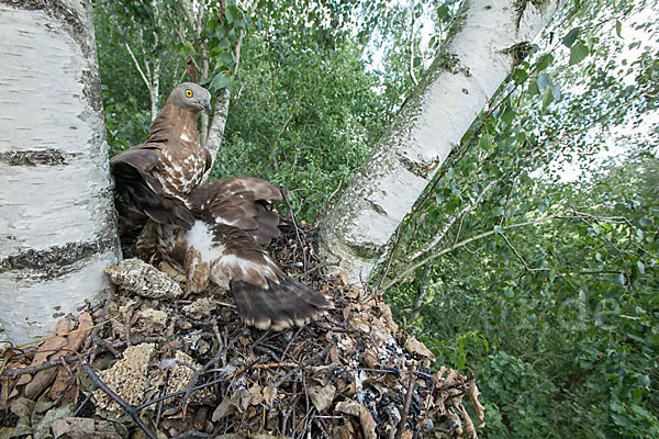 Wespenbussard (Pernis apivorus)