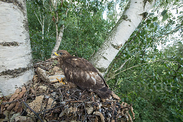 Wespenbussard (Pernis apivorus)