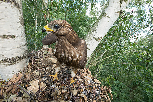 Wespenbussard (Pernis apivorus)