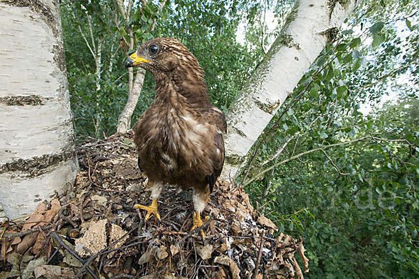 Wespenbussard (Pernis apivorus)