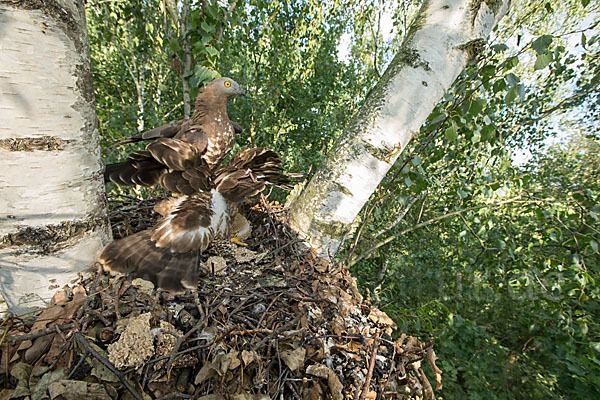 Wespenbussard (Pernis apivorus)