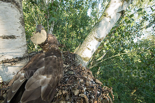 Wespenbussard (Pernis apivorus)