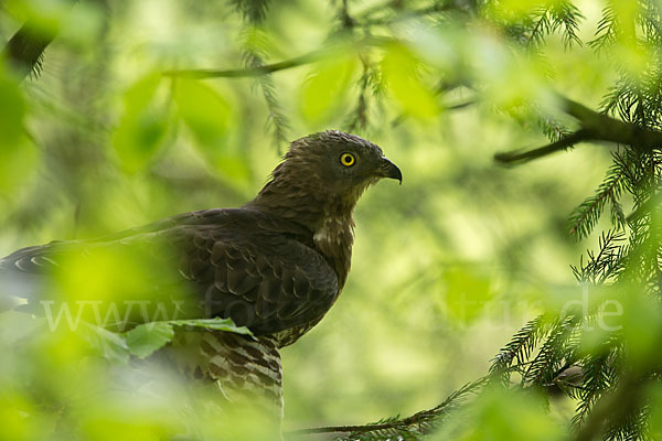 Wespenbussard (Pernis apivorus)