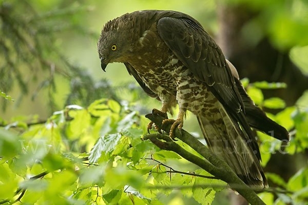 Wespenbussard (Pernis apivorus)