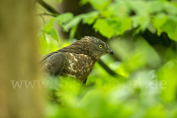 Wespenbussard (Pernis apivorus)