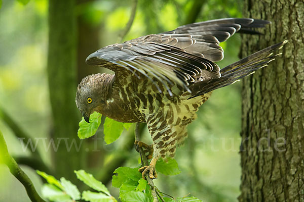 Wespenbussard (Pernis apivorus)