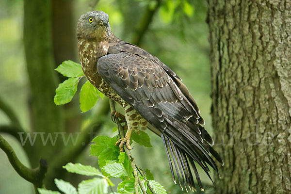 Wespenbussard (Pernis apivorus)