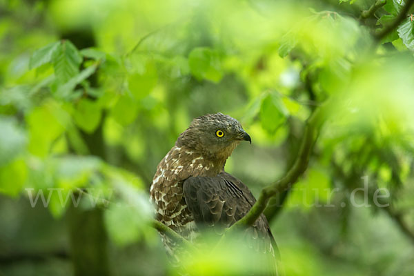 Wespenbussard (Pernis apivorus)