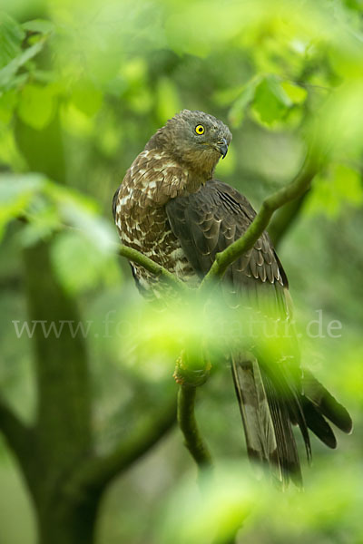 Wespenbussard (Pernis apivorus)