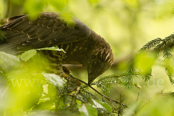 Wespenbussard (Pernis apivorus)