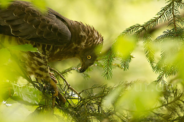 Wespenbussard (Pernis apivorus)