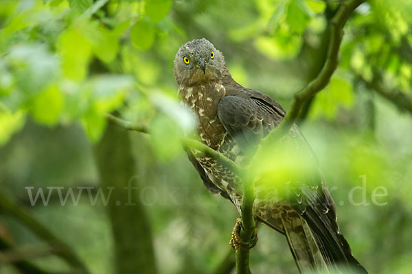 Wespenbussard (Pernis apivorus)