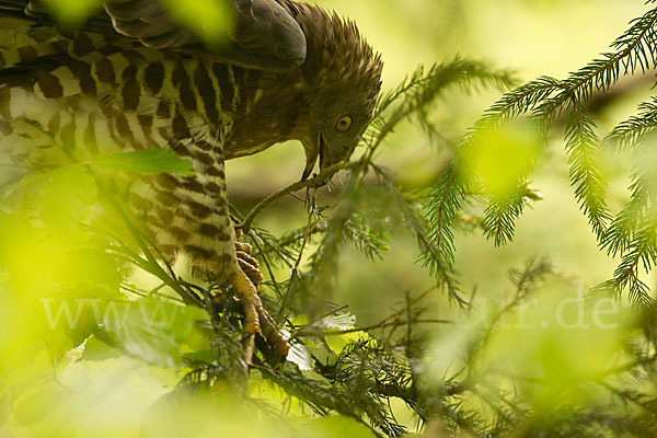 Wespenbussard (Pernis apivorus)