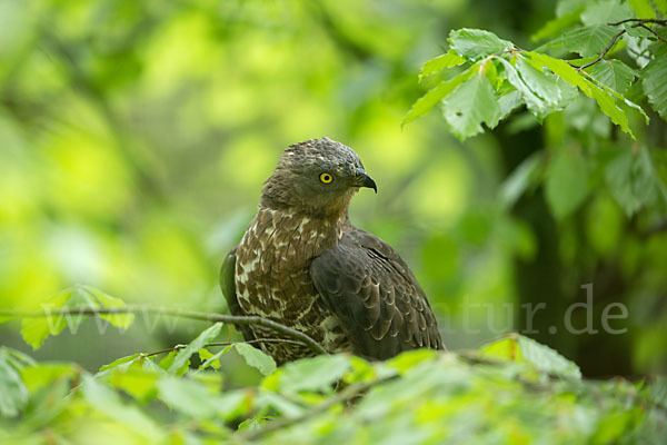 Wespenbussard (Pernis apivorus)