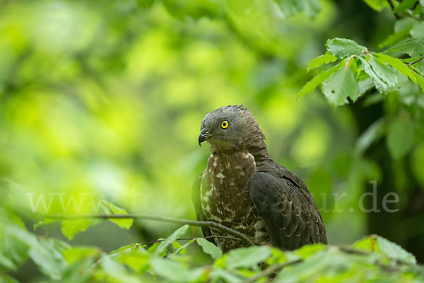 Wespenbussard (Pernis apivorus)