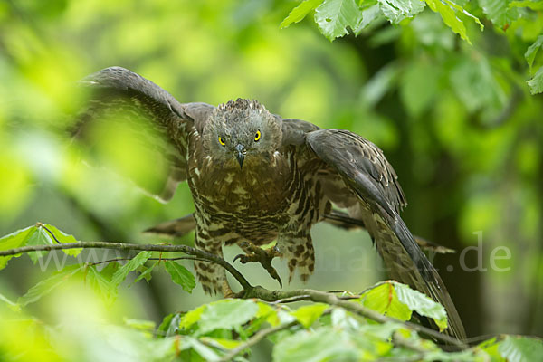 Wespenbussard (Pernis apivorus)