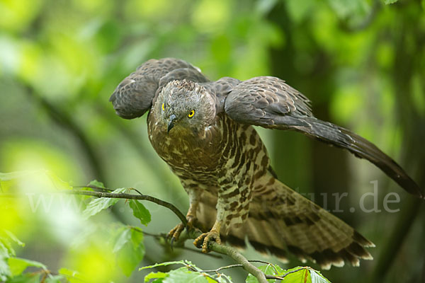 Wespenbussard (Pernis apivorus)