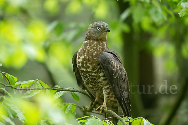 Wespenbussard (Pernis apivorus)