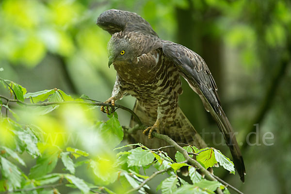 Wespenbussard (Pernis apivorus)