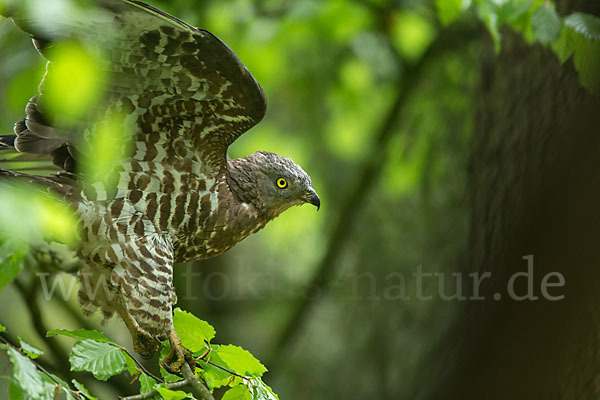 Wespenbussard (Pernis apivorus)