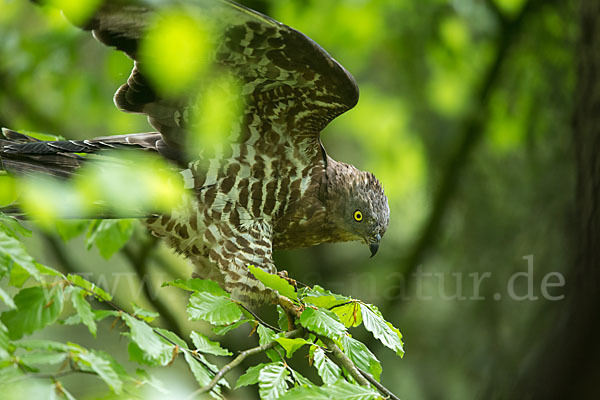 Wespenbussard (Pernis apivorus)