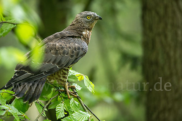 Wespenbussard (Pernis apivorus)