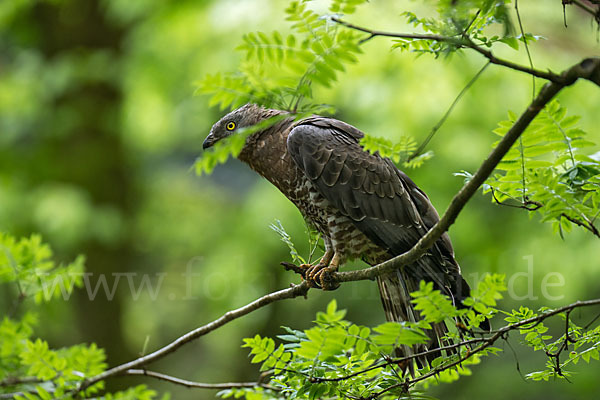 Wespenbussard (Pernis apivorus)