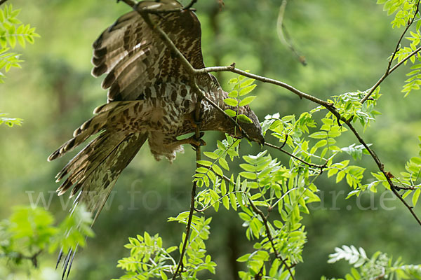 Wespenbussard (Pernis apivorus)