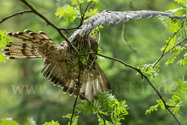 Wespenbussard (Pernis apivorus)