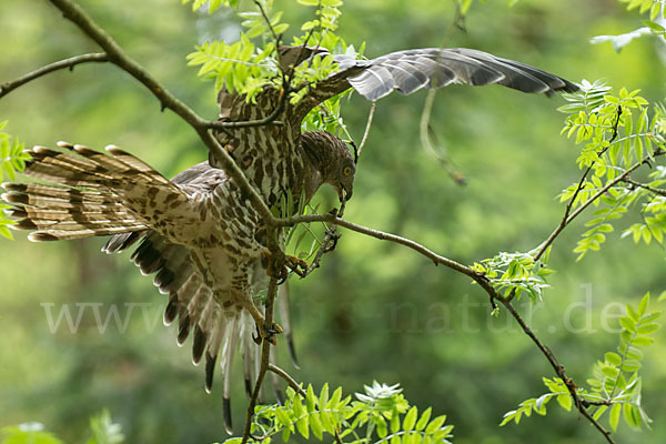 Wespenbussard (Pernis apivorus)