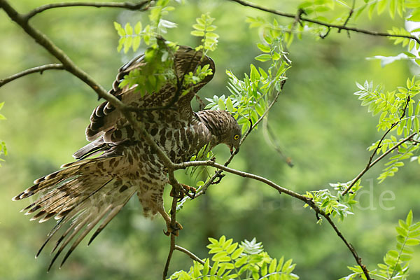 Wespenbussard (Pernis apivorus)