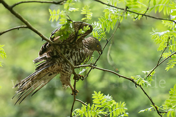 Wespenbussard (Pernis apivorus)