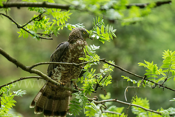 Wespenbussard (Pernis apivorus)