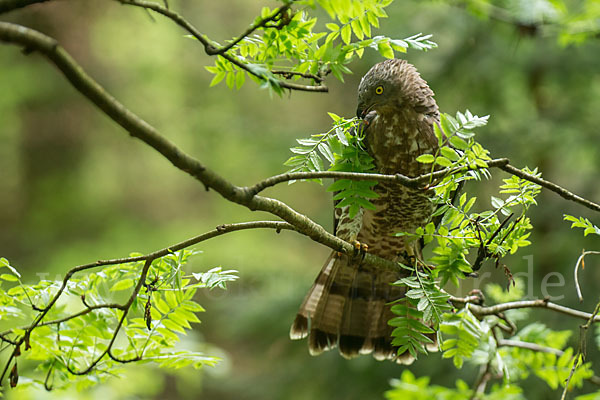 Wespenbussard (Pernis apivorus)