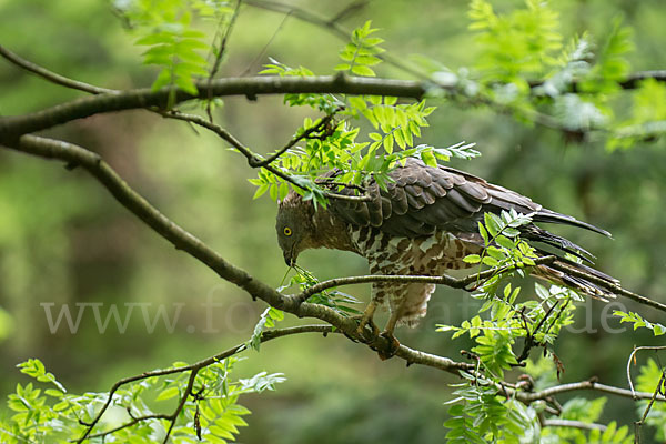 Wespenbussard (Pernis apivorus)