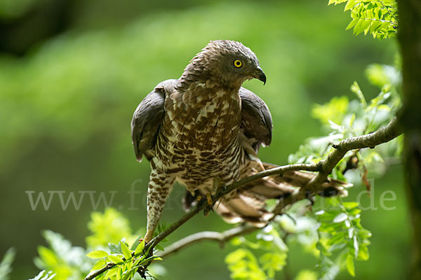 Wespenbussard (Pernis apivorus)